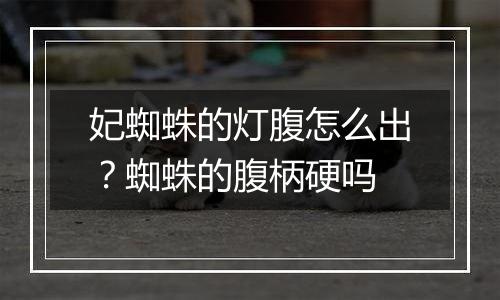 妃蜘蛛的灯腹怎么出？蜘蛛的腹柄硬吗